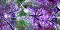 Glitter -  229 hits